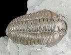 Nice, Prone Flexicalymene Trilobite - Ohio #57824-3